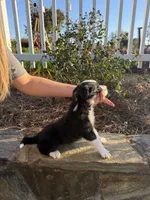 Sammy, a female Border Collie for sale in Hazlehurst, GA – 5 of 5