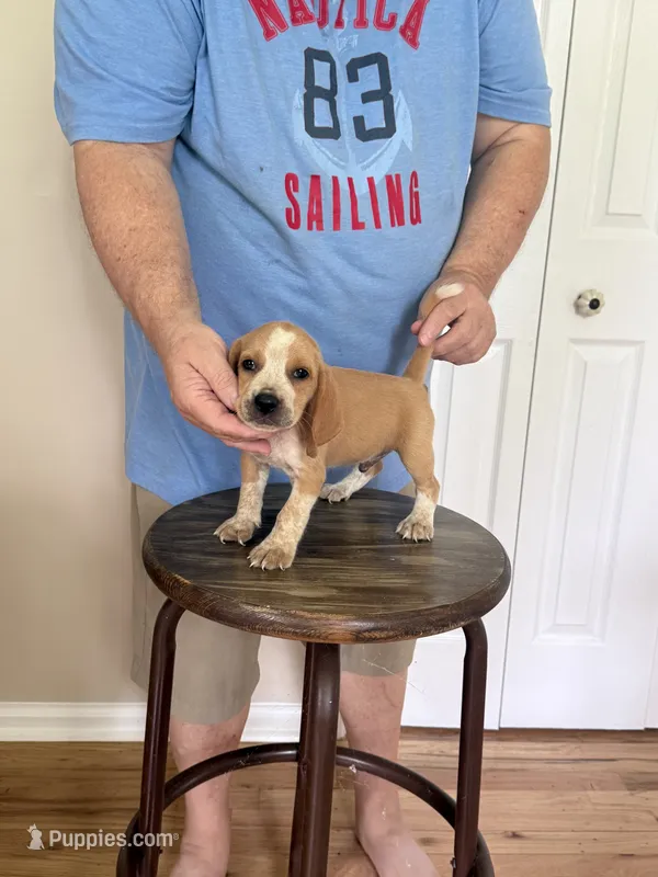 AKC Cody – Beagle puppy for sale in Hazlehurst, GA