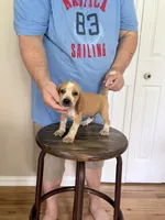 AKC Cody, a male Beagle for sale in Hazlehurst, GA – 2 of 3
