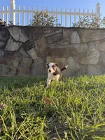 Sally, a female Border Collie for sale in Hazlehurst, GA – 5 of 5