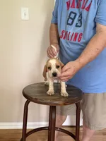 Pocket Jill, a female Beagle for sale in Hazlehurst, GA – 5 of 5