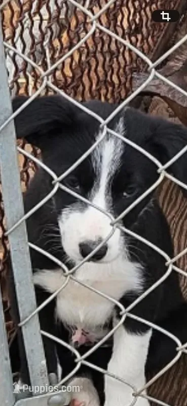 Bobby – Border Collie puppy for sale in Hazlehurst, GA