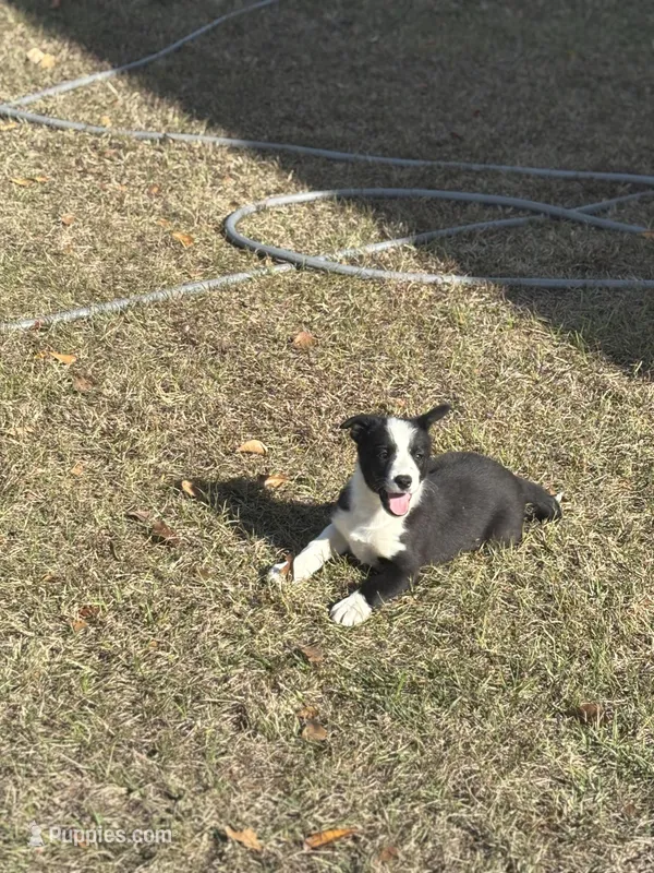 Bobby, a male Border Collie for sale in Hazlehurst, GA – Photo 1 of 2
