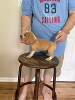 AKC Cody, a male Beagle for sale in Hazlehurst, GA – 3 of 3