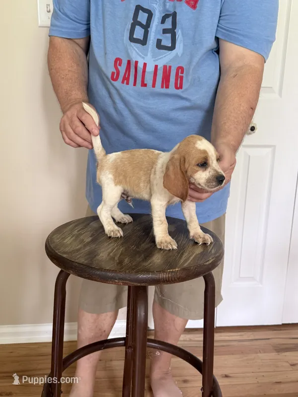 AKC Brody – Beagle puppy for sale in Hazlehurst, GA