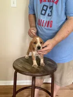 Sassy girl, a female Beagle for sale in Hazlehurst, GA – 2 of 3