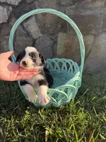 Sammy, a female Border Collie for sale in Hazlehurst, GA – 3 of 5