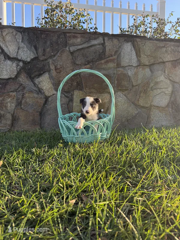 Sally – Border Collie puppy for sale in Hazlehurst, GA