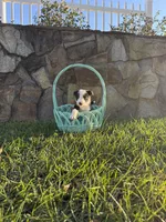 Sally, a female Border Collie for sale in Hazlehurst, GA – 1 of 5