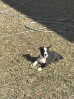 Pretty boy, a male Border Collie for sale in Hazlehurst, GA – Photo 2 of 4