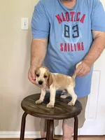 Pocket Jill, a female Beagle for sale in Hazlehurst, GA – 4 of 5