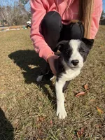 buddy boy, a male Border Collie for sale in Hazlehurst, GA – Photo 2 of 3