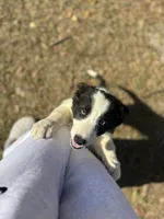 buddy boy, a male Border Collie for sale in Hazlehurst, GA – Photo 1 of 3