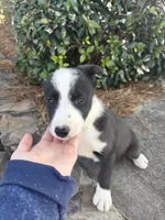 buddy boy, a male Border Collie for sale in Hazlehurst, GA – Photo 3 of 3