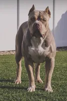Brownie, a female American Bully for sale in Hemet, CA – 2 of 3