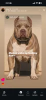 Brownie, a female American Bully for sale in Hemet, CA – 3 of 3