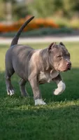 Brownie, a female American Bully for sale in Hemet, CA – 1 of 3