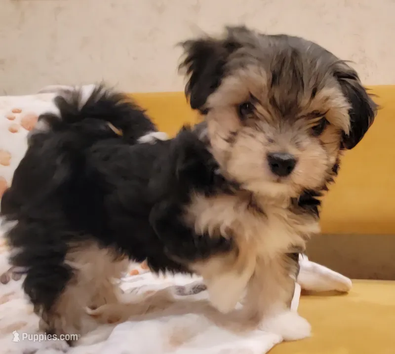 Holly – Morkie, Shorkie puppy for sale in Becker, MN