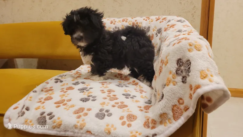 Hanna – Morkie, Shorkie puppy for sale in Becker, MN
