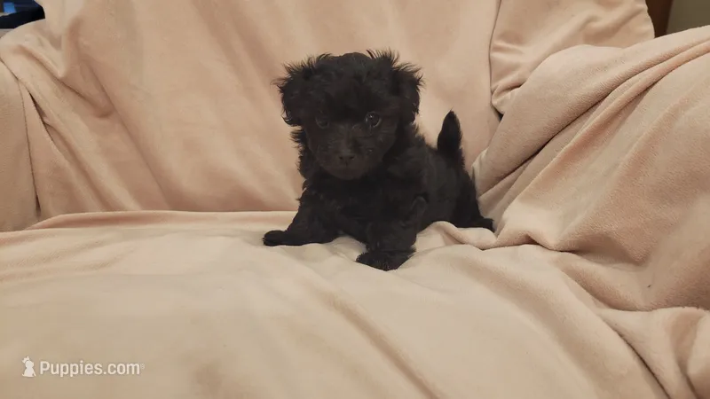 Grace – Morkie, Shorkie puppy for sale in Becker, MN