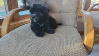 Goat, a male Morkie and Shorkie for sale in Becker, MN – 2 of 7