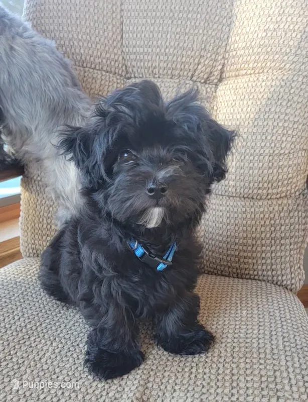 Goat – Morkie, Shorkie puppy for sale in Becker, MN