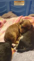 Brownie , a female Morkie and Shorkie for sale in Becker, MN – 2 of 4