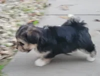 Holly, a female Morkie and Shorkie for sale in Becker, MN – 3 of 4