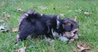 Holly, a female Morkie and Shorkie for sale in Becker, MN – 2 of 4
