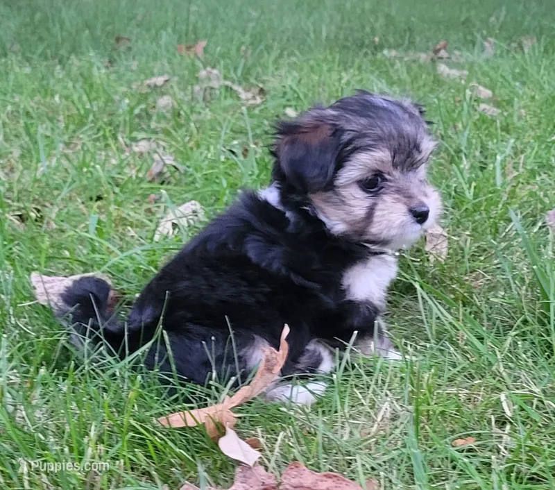 Holly – Morkie, Shorkie puppy for sale in Becker, MN