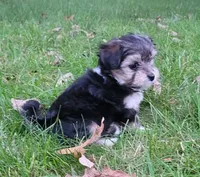 Holly, a female Morkie and Shorkie for sale in Becker, MN – 1 of 4