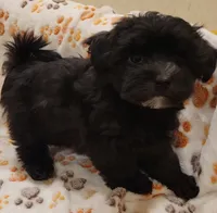 Goat, a male Morkie and Shorkie for sale in Becker, MN – 5 of 7