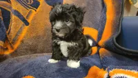 Hanna, a female Morkie and Shorkie for sale in Becker, MN – 4 of 6