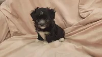 Hanna, a female Morkie and Shorkie for sale in Becker, MN – 5 of 6