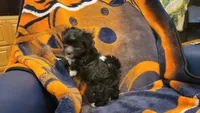 Hanna, a female Morkie and Shorkie for sale in Becker, MN – 6 of 6