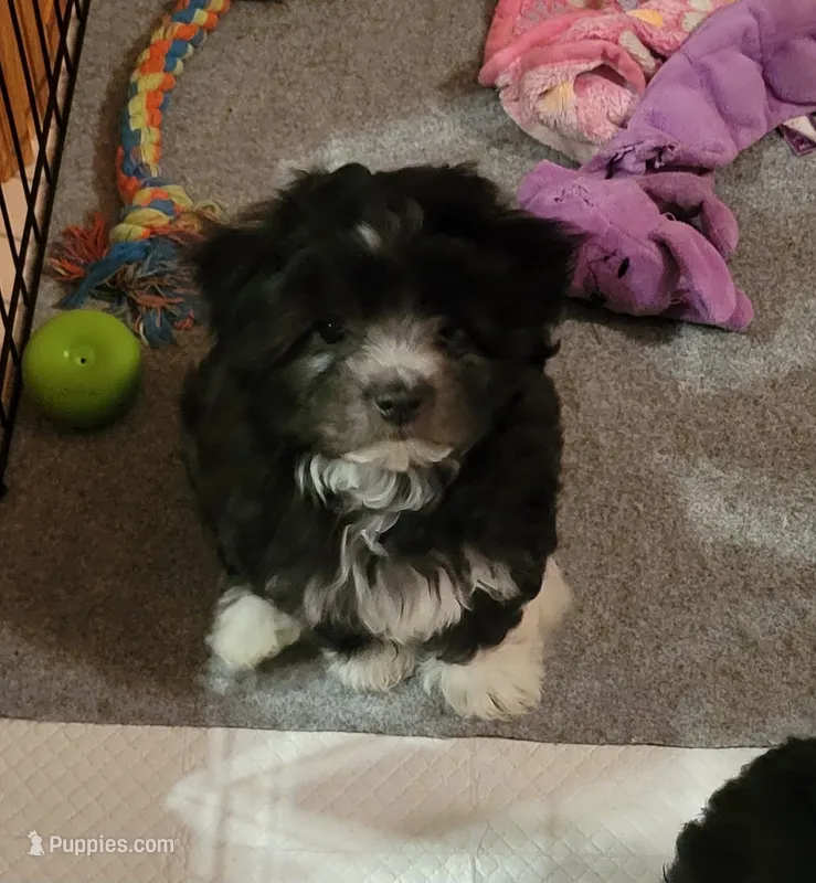 Hanna – Morkie, Shorkie puppy for sale in Becker, MN