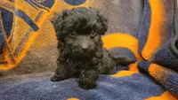 Grace, a female Morkie and Shorkie for sale in Becker, MN – 4 of 4