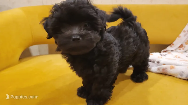 Grace – Morkie, Shorkie puppy for sale in Becker, MN