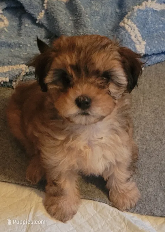 Brownie  – Morkie, Shorkie puppy for sale in Becker, MN