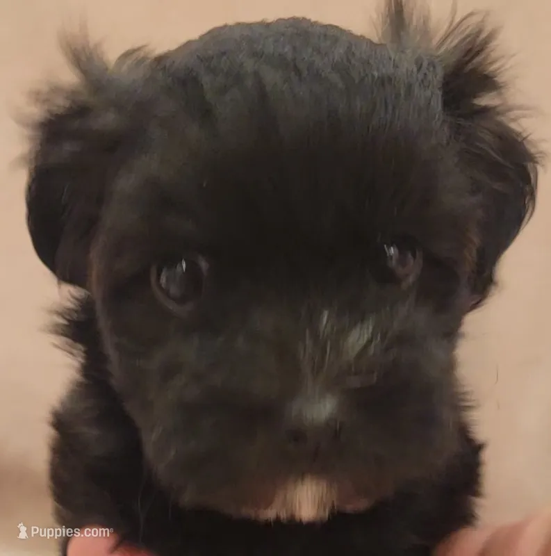 Goat – Morkie, Shorkie puppy for sale in Becker, MN