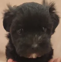 Goat, a male Morkie and Shorkie for sale in Becker, MN – 1 of 2