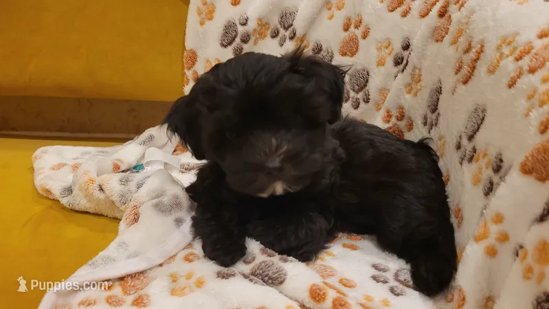 Goat – Morkie, Shorkie puppy for sale in Becker, MN