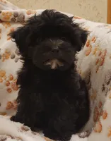 Goat, a male Morkie and Shorkie for sale in Becker, MN – 4 of 7