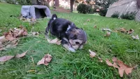 Holly, a female Morkie and Shorkie for sale in Becker, MN – 4 of 4
