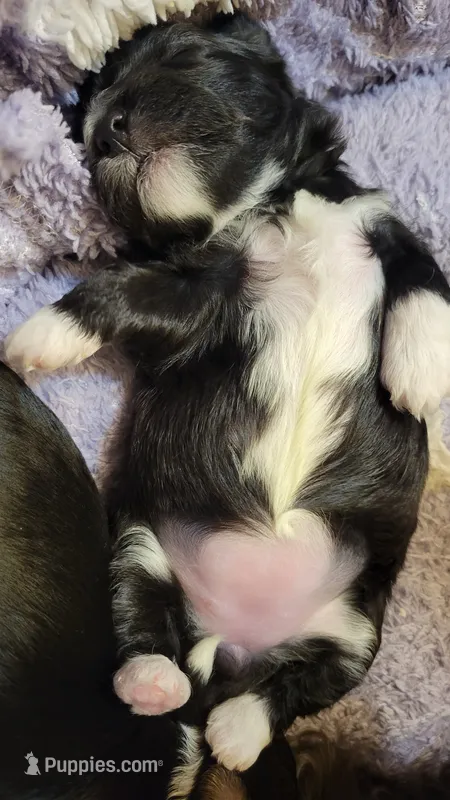 Hanna – Morkie, Shorkie puppy for sale in Becker, MN