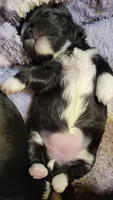 Hanna, a female Morkie and Shorkie for sale in Becker, MN – 2 of 6