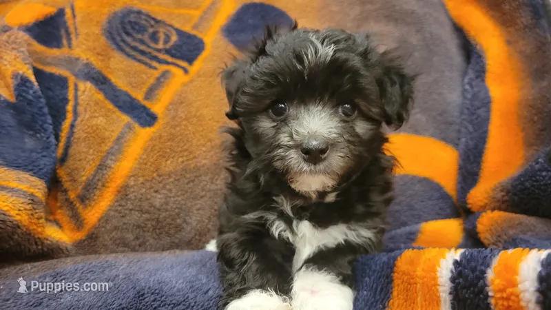 Hanna – Morkie, Shorkie puppy for sale in Becker, MN