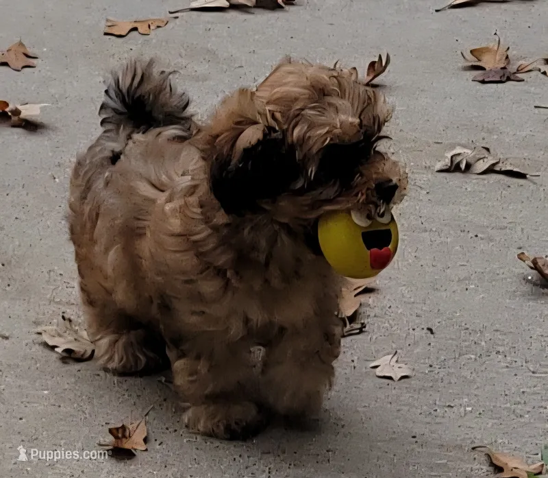 Brownie  – Morkie, Shorkie puppy for sale in Becker, MN