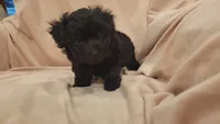 Grace, a female Morkie and Shorkie for sale in Becker, MN – 3 of 4