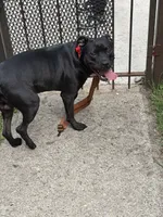 Raven , a female American Pit Bull Terrier and Labrador Retriever for sale in Chicago, IL – 5 of 9